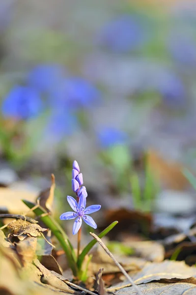 Fleurs Printanières Bleues — Photo