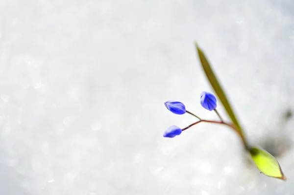 Flores azules de primavera — Foto de Stock