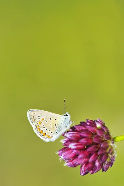 Бабочка Полиоммат Икар — стоковое фото