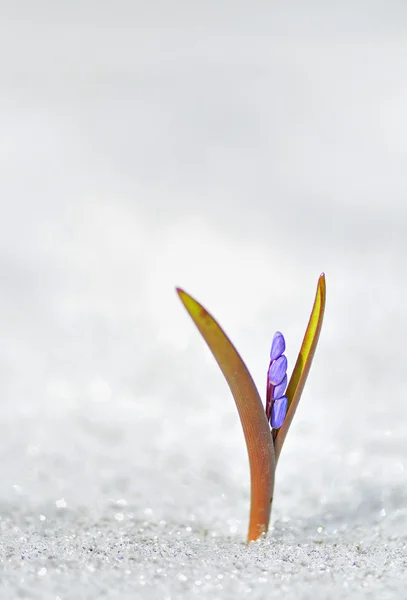 Modrý Jarní Květ — Stock fotografie