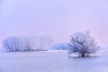 Winter tree covered with frost clipart