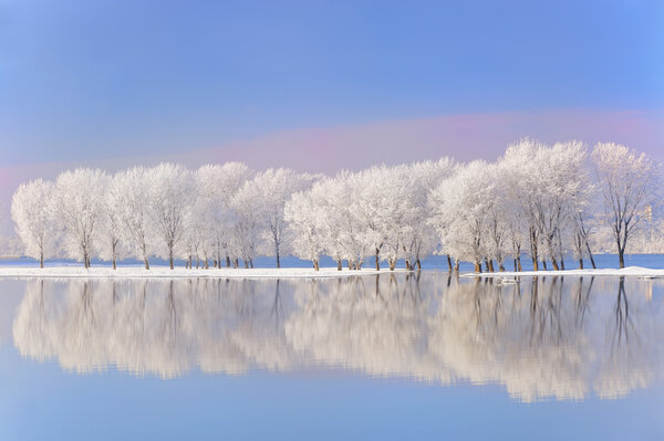 Зимние деревья, покрытые морозом

