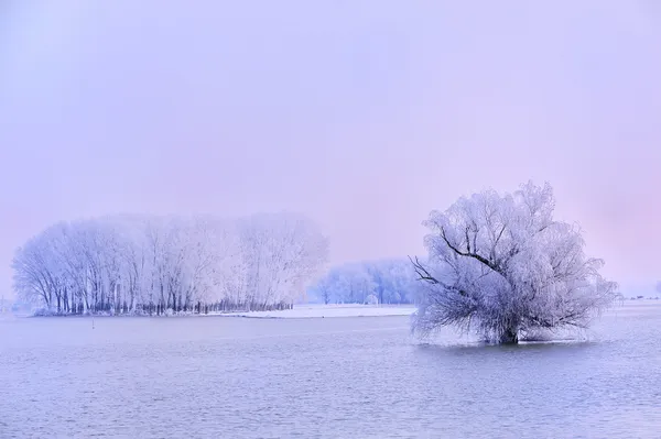 Зимнее дерево, покрытое морозом — стоковое фото