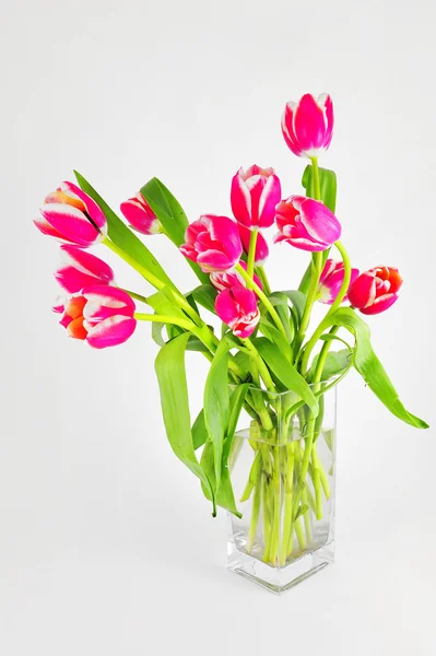 Fresh Tulips Vase — Stock Photo, Image