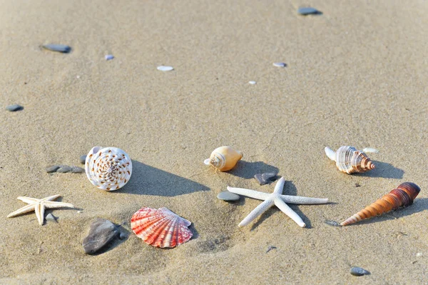 Seashells Areia — Fotografia de Stock