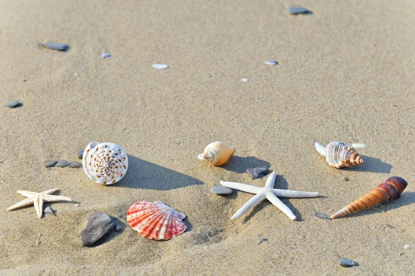 Coquillages Dans Sable — Photo