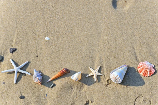 Ракушки Песке — стоковое фото
