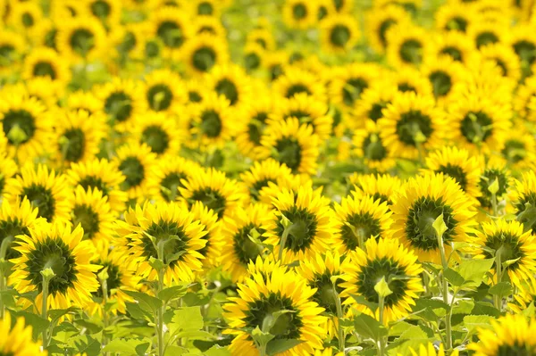 Gelbe Sonnenblumen — Stockfoto