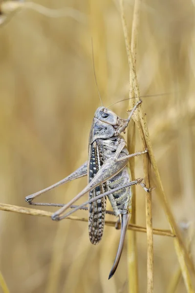 stock image The yellow grasshopper