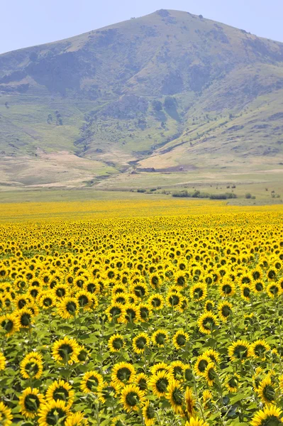 Girasoles amarillos y montañas — Foto de Stock