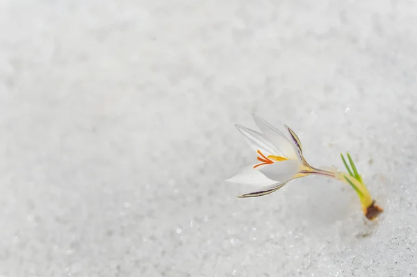 White Crocus Flower — Stock Photo, Image