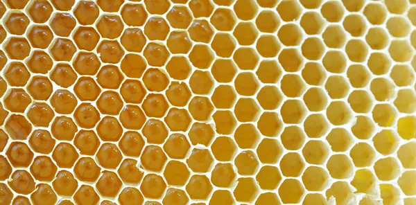 Honeycomb Isolerad Vit — Stockfoto