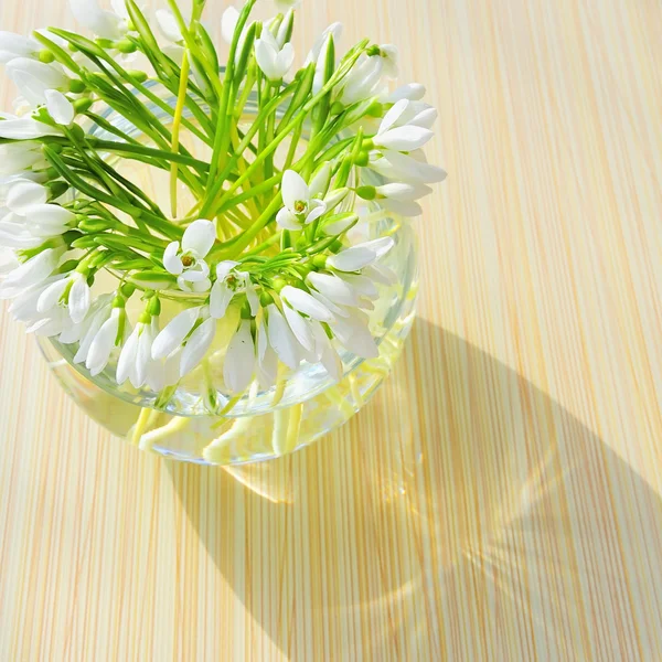 Hóvirág egy vázában. — Stock Fotó
