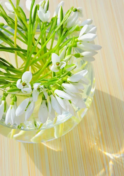 Snowdrops in a vase — Stock Photo, Image