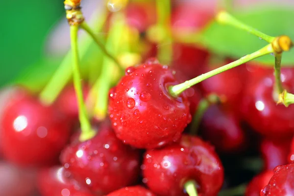 Ripen cherries — Stock Photo, Image