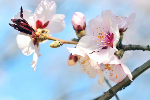 Cherry tree flower — Stock Photo, Image