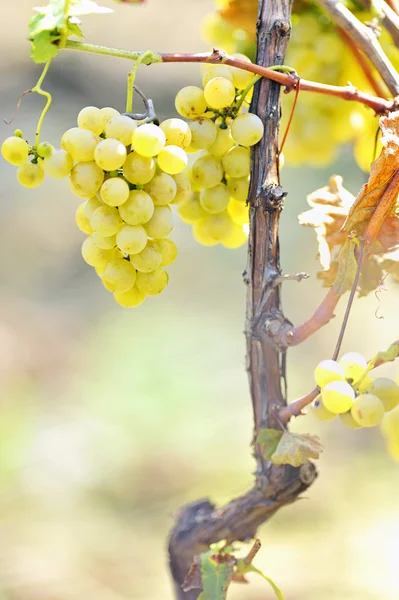 在葡萄园中的黄色葡萄 — 图库照片