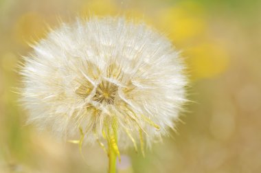 Dandelion clipart