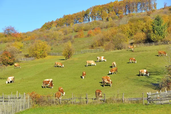 Vacas Alimentando Campo — Fotografia de Stock