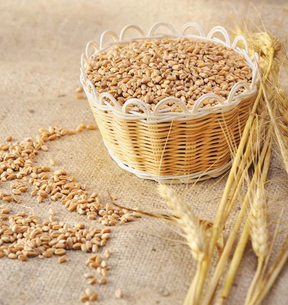 Semillas de trigo sobre materia bruta —  Fotos de Stock