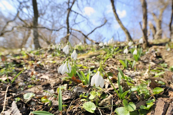 Snowdrops Forest — Stock Photo, Image