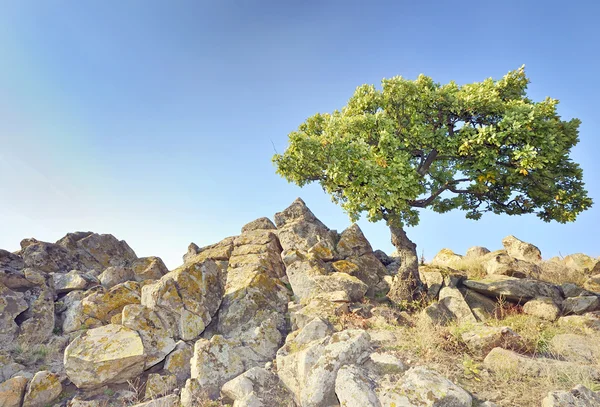 Yksittäinen puu kivillä — kuvapankkivalokuva