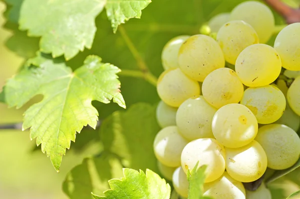 Gele druiven in de wijngaard — Stockfoto