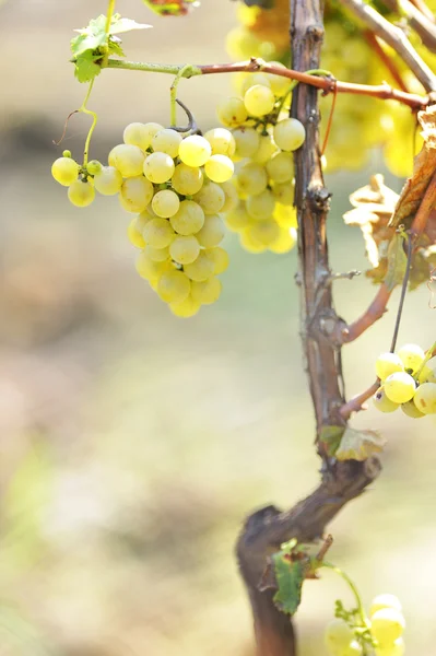 Желтый виноград в винограднике — стоковое фото