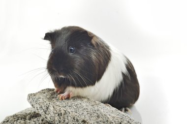 Guinea pig sit on stone clipart