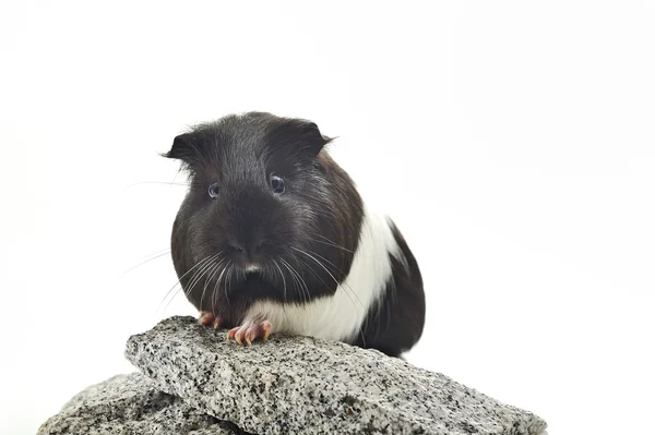 Cerdo de Guinea sentado en piedra —  Fotos de Stock