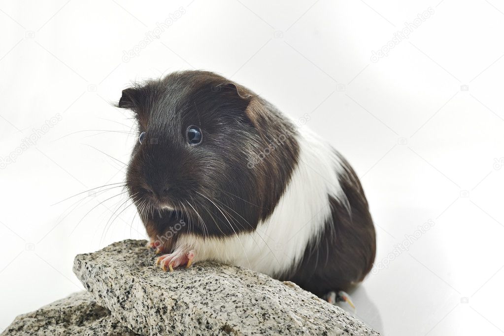 Guinea pig sit on stone