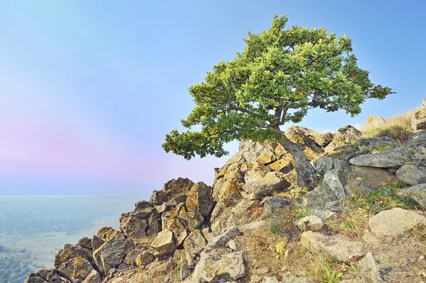 Tree-sziklák — Stock Fotó