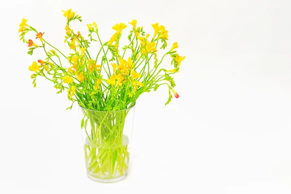 ガラス花瓶のフリージア — ストック写真