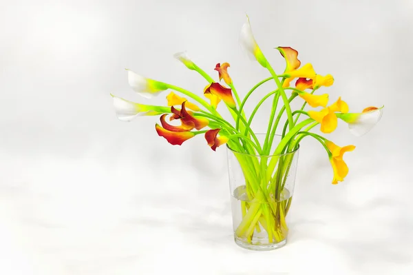 Yellow calla in glass vase — Stock Photo, Image