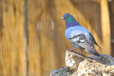 Pigeon on rocks in spring time clipart