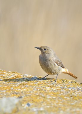 Bir Kara kızılkuyruk (Phoenicurus ochruros)