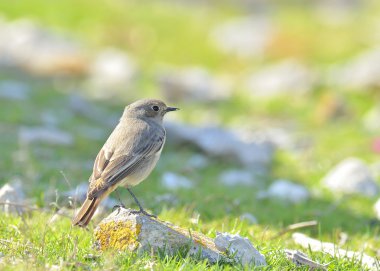 A Black Redstart (Phoenicurus ochruros) clipart