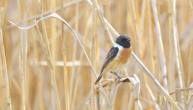 stonechat saxicola kuş