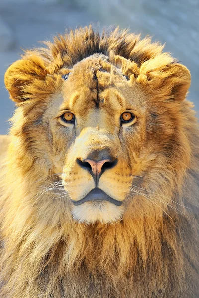 Κεφάλι λιονταριού — Φωτογραφία Αρχείου