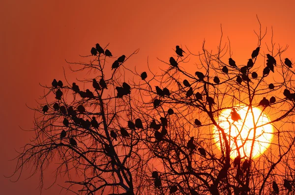 stock image Starling bird on the branch of tree