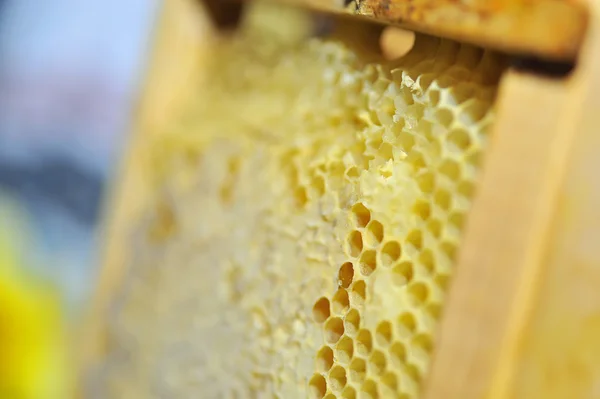Peigne en nid d'abeille dans le cadre en bois — Photo