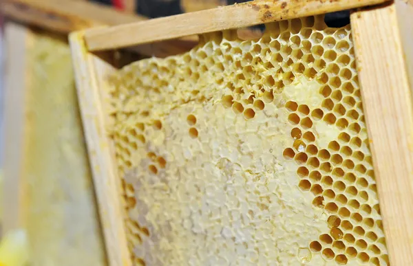 Favo de mel na moldura de madeira — Fotografia de Stock
