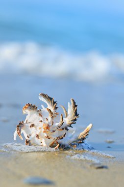 Shell kum üzerinde