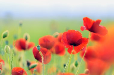 Field of poppies clipart