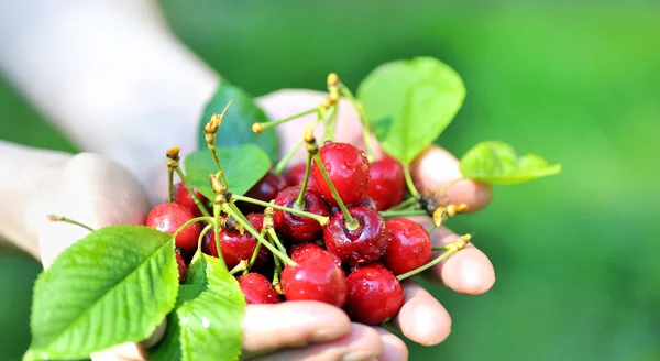 Ripen cherries in hands — Stock Photo, Image