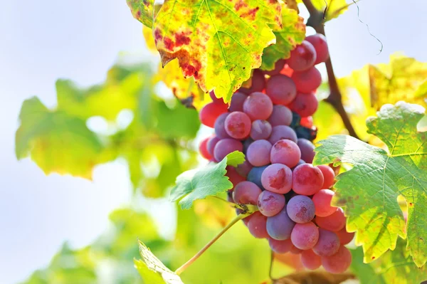 Vörös szőlő a szőlőben — Stock Fotó