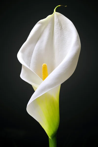 White Calla — Stock Photo, Image