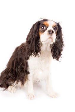 Cavalier king charles spaniel - köpek