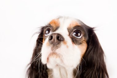 cavalier king charles spaniel köpeği beyaz izole arka planda fotoğraf