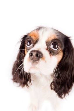 Cavalier king charles spaniel - köpek